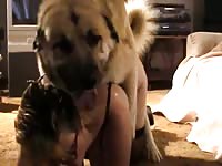 Slutty fresh-faced married tramp with huge breasts and a tight cunt getting fucked by a dog