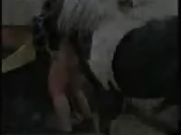 Muscular always dirty dude welcomes an ass fucking with a horse in this beast sex video