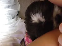 Friendly little dog loves the taste of it's young owners perfectly shaved snatch in this home vid