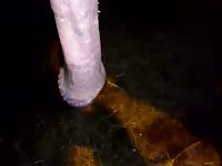 Close up view of a horses swollen cock as seen by a ranch helper one wild night in the barn