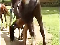 Horse Story DVD - Dick deprived teenage skank getting fucked well by a large horse in this hot beast sex movie