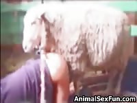Incredible rare animal fucking fetish movie features a sheep banging a wild minded married hoe
