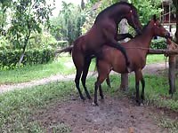 Enormous brown stallion mounts its smaller partner from the rear and screws her nicely