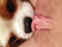 Deprived teenager satisfies her craving for oral sex by allowing her K9 to eat her shaved clit