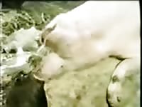 Glorious homemade bestiality video featuring older whores screwed good by a giant pig