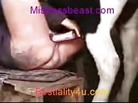 Amazing older hussy getting screwed by a massive horse in this thrilling animal fetish flick