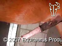 Equitaurus Production - Curious husband sneaks off to the family barn and slides horse cock in and out of his mouth