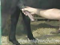 Curious dude grabbed his video recorder and his horses swollen cock for bestiality fun