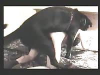 Bestiality sex movie featuring a thick hoe in the doggystyle position getting screwed by K9