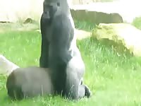Insane amateur zoo fetish footage captured as a massive gorilla mounts and uses its partner