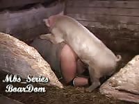 Hot twink shows addiction to dick as he's screwed by doggystyle by a pig in this beast sex video
