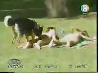 Amateur video captured in the park as unsuspecting woman have their clothes taken by K9
