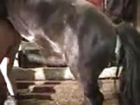 Dick deprived married skank getting screwed by a large horse in this hot beast sex movie