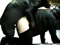 Chubby trollop getting her dripping hole screwed by an enormous K9 in this bestiality movie