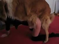 This fabulous homemade bestiality movie features a coed hoe stripping and screwing her dog
