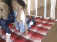 Well prepared married skank drops to the floor in bottomless jeans for bestiality sex with dog