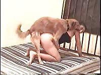 Married tramp getting her drenched hole screwed by an excited K9 in this recent zoo sex flick