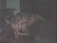 Delicious housewife looks radiant in lingerie with her friend enjoying oral sex from an animal