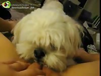 Needy amateur satisfies her craving for oral sex by allowing fluffy dog to eat her bald cunt