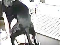 Wanting cougar in sexy knee high boots takes a glorious doggystyle pounding from big K9