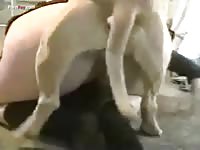 Dog fucks like rabbit