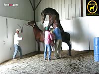 Horses rearing ejaculation
