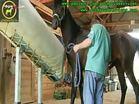 Horses semen collection via crump phantom training