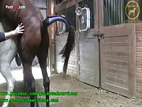 Horses stallion anal ejaculatory pulses close up