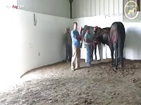 Horses video to patreons