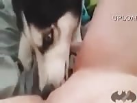 Husky licking pussy2