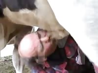 The bulls are pleased