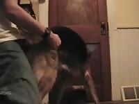 The dog is hungry for more cock Gaybeast - Man and animal Porn