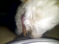 The suck Gaybeast.com - Dude fucks animal