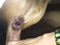 Tight tail hole Gaybeast.com - Bestiality Porn video with man