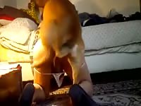 Travesti embotonada crossdresser knotted Gaybeast - Animal Porn Man