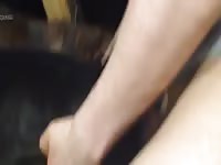 Ts w in heat doberman Gaybeast - Dude and animal Porn