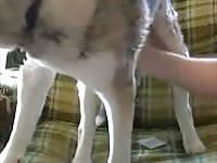 Tundra anal Gaybeast.com - Zoophilia Porn and Man