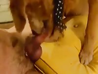 Two dogs sharing one dick Gaybeast.com - Zoophilia Man