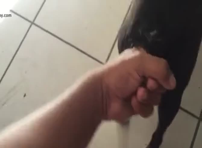 Two fingers in small dog pussy Gaybeast - Animal Sex Man - MadnessPorn  Extrem Sex