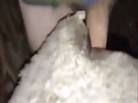 Two guys one sheep part 1 Gaybeast.com - Zoophilia Porn and Man