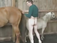 Two horse Gaybeast - Zoophilia Man