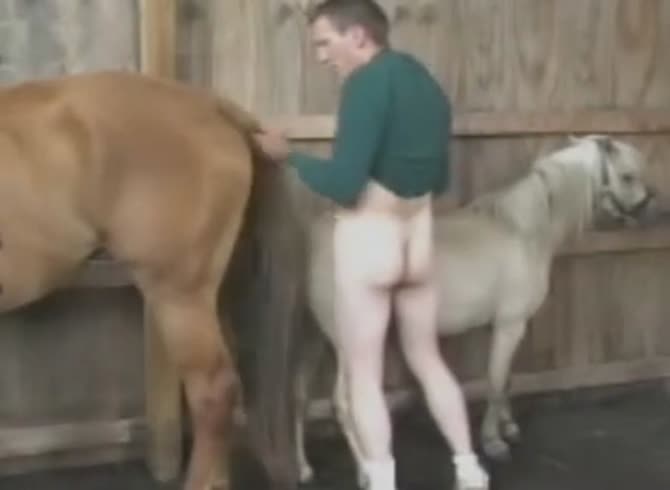 Horse And Man Poking Xxx - Two horse Gaybeast - Zoophilia Man - MadnessPorn Extrem Sex