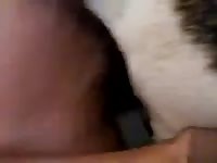 Two japanese and bitch sex Gaybeast.com - Zoophilia Man