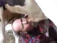 Un taureau sodomise un homme 1