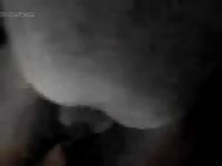 Uomo scopa cane Gaybeast - Beastiality Man