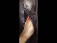 Vag fisting Gaybeast.com - Zoophilia Man