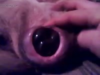 Wheres the dildo Gaybeast.com - Zoophilia Man