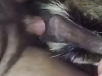 White bois Gaybeast.com - Bestiality Sex video with man