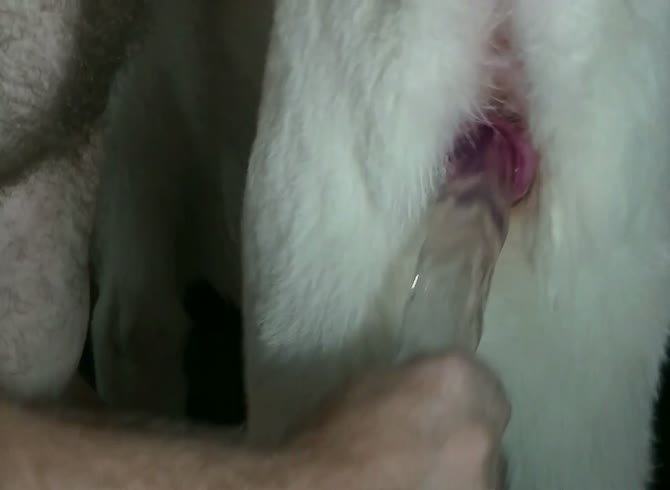 Wildmountainwolf pup s in heat part 2 hq_1080p - MadnessPorn Extrem Sex