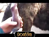 Wolf fuck Gaybeast.com - Zoophilia Sex and Man